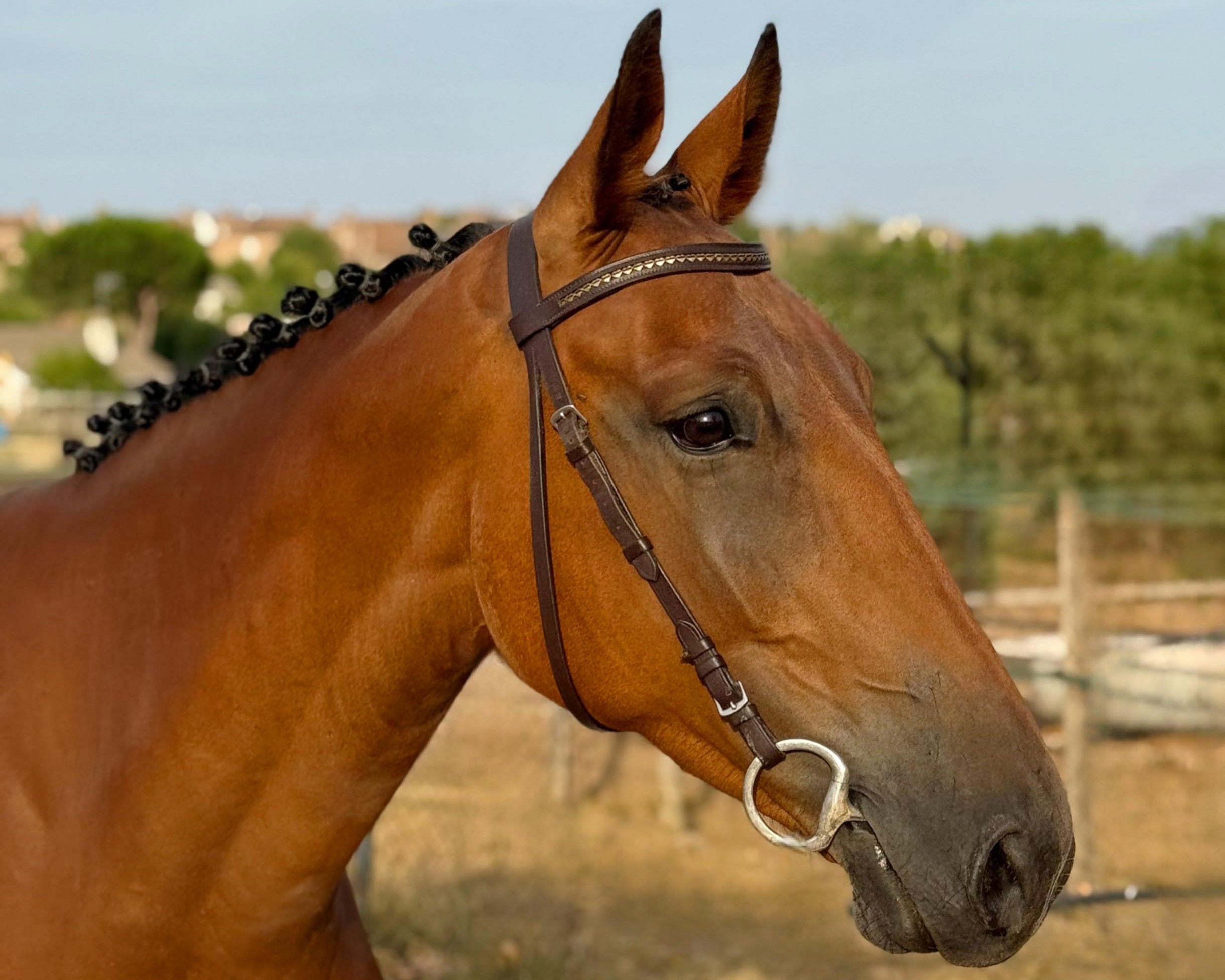 horse